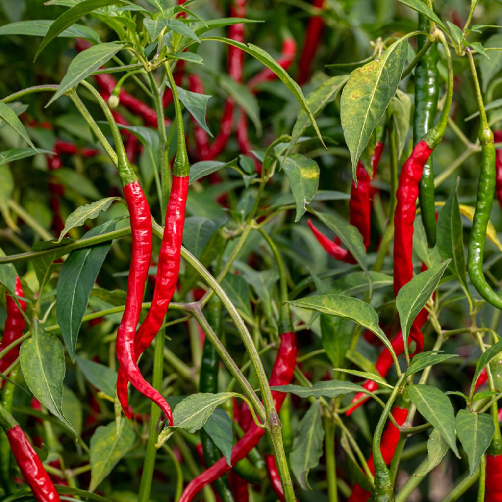 Piment doux très long des Landes - Capsicum annuum