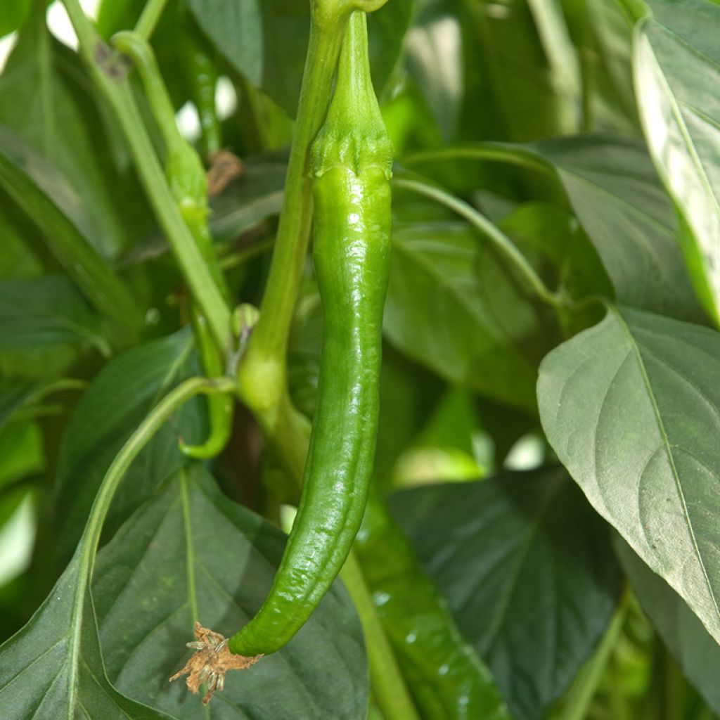 Piment doux très long des Landes - Capsicum annuum