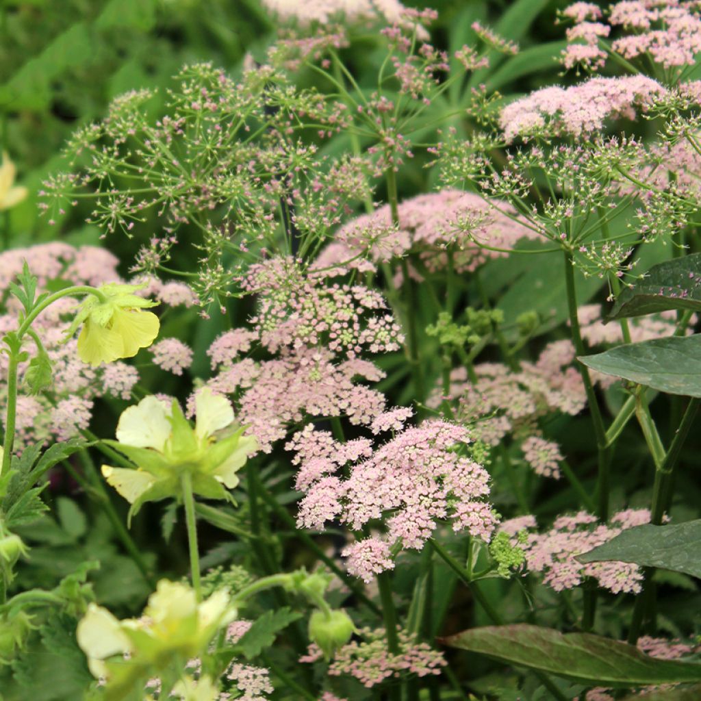 Pimpinella major Rosea - Grand boucage