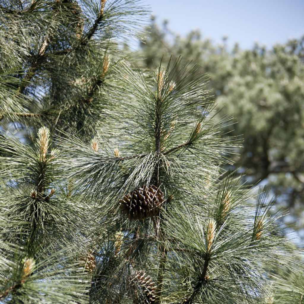 Pin de Jeffrey - Pinus jeffreyi