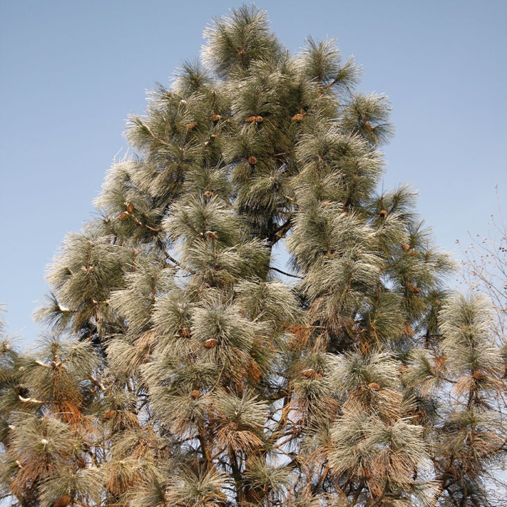 Pin de Jeffrey - Pinus jeffreyi