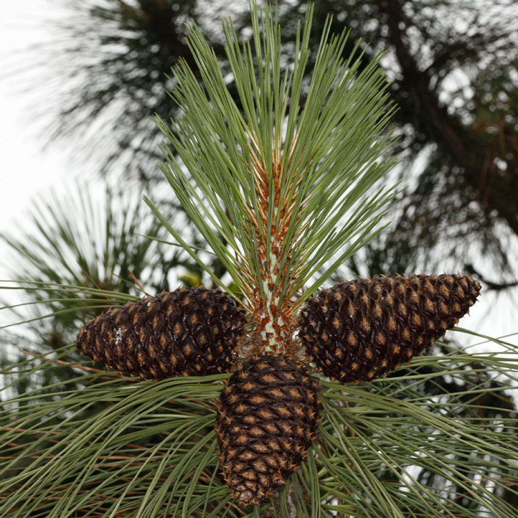 Pin de Jeffrey - Pinus jeffreyi