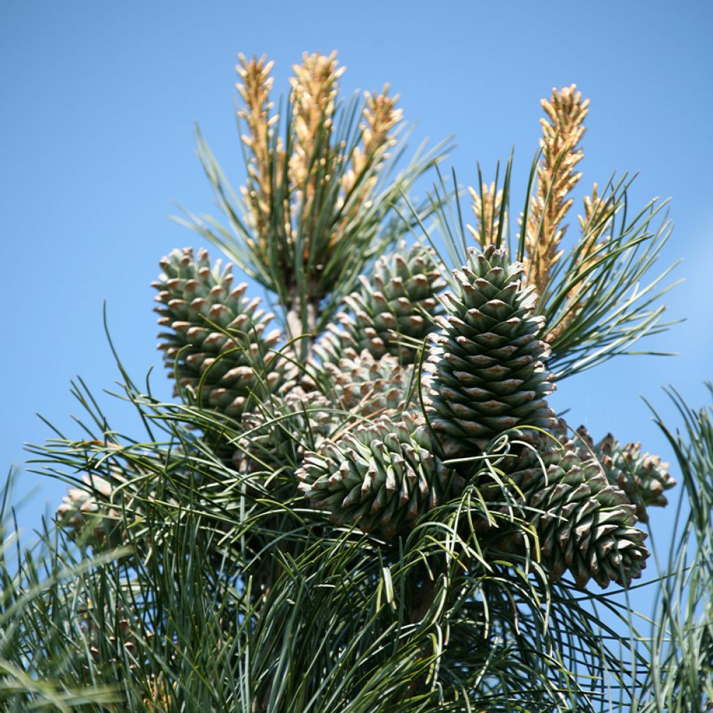 Pin blanc de Corée - Pinus koraiensis Silveray