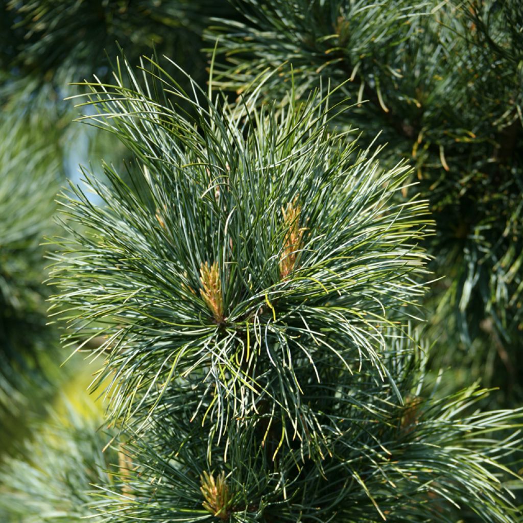 Pin blanc de Corée - Pinus koraiensis Silveray