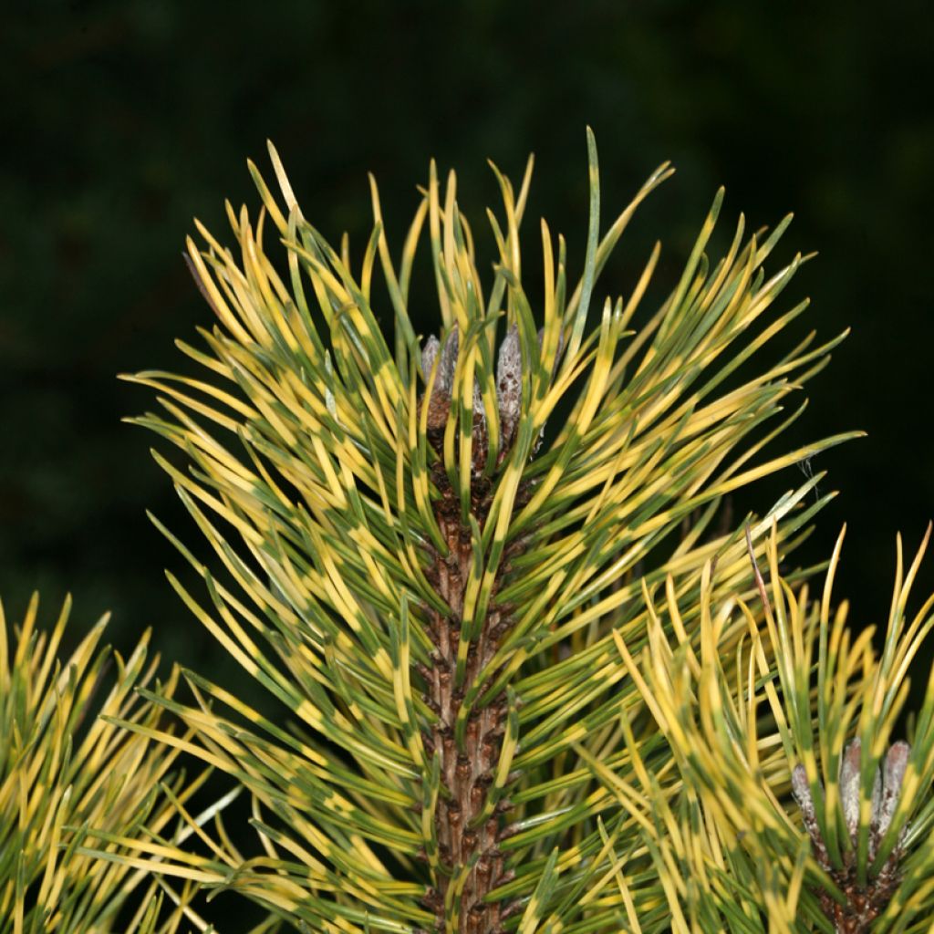 Pin de montagne nain - Pinus mugo Sunshine