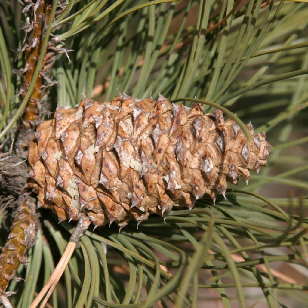 Pin ponderosa - Pinus ponderosa