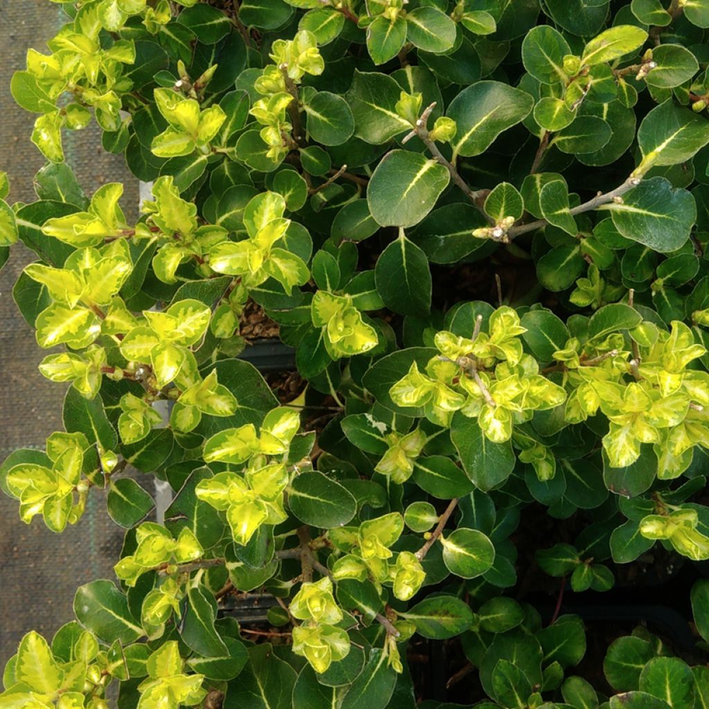 Pittosporum tenuifolium Brin de Soleil