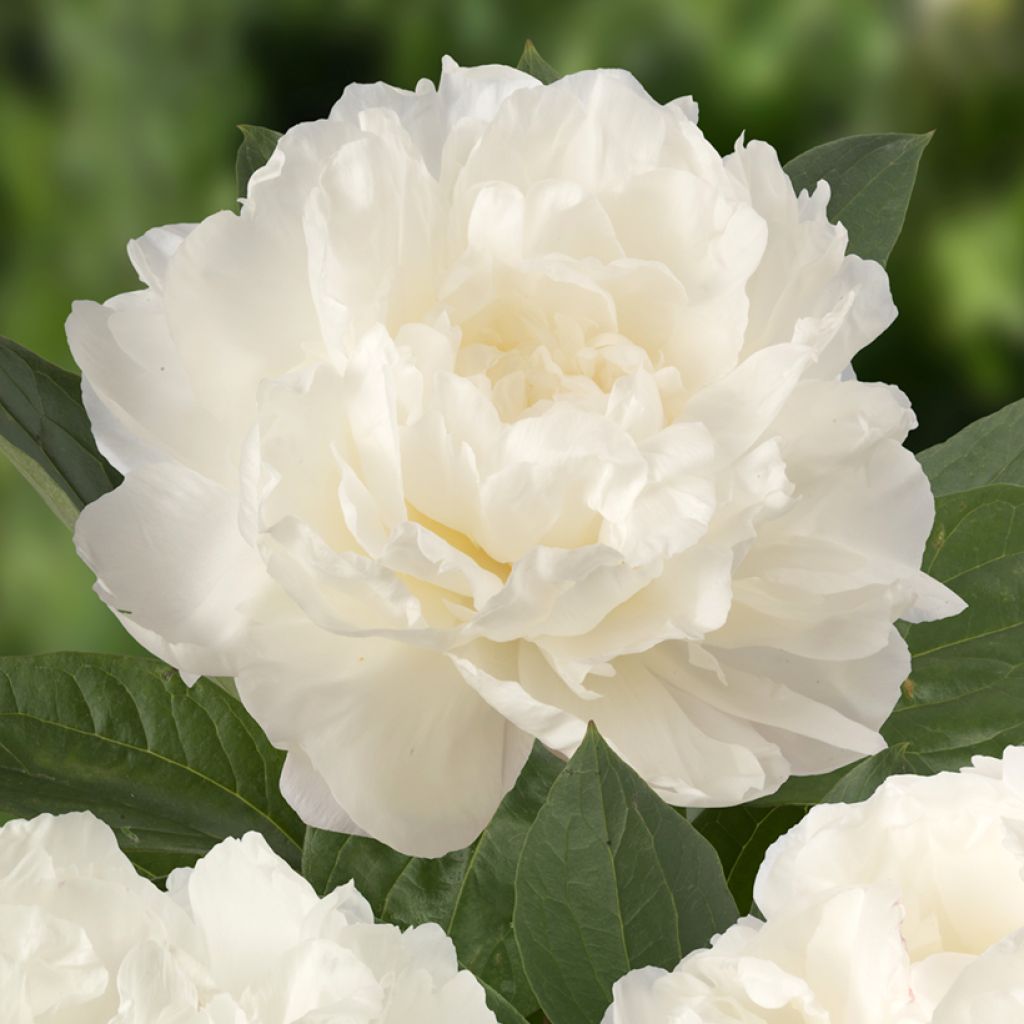 Pivoine lactiflora Fringed Ivory