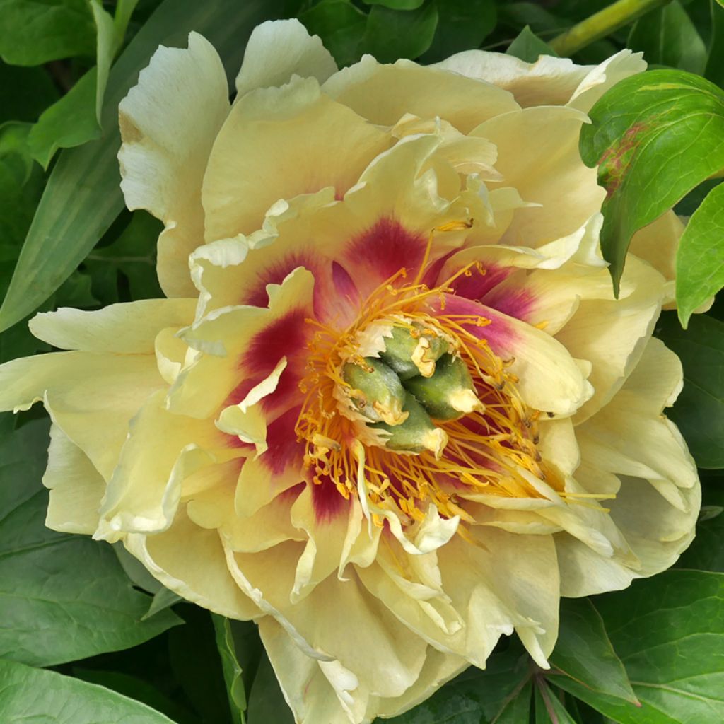 Pivoine Itoh Garden Treasure