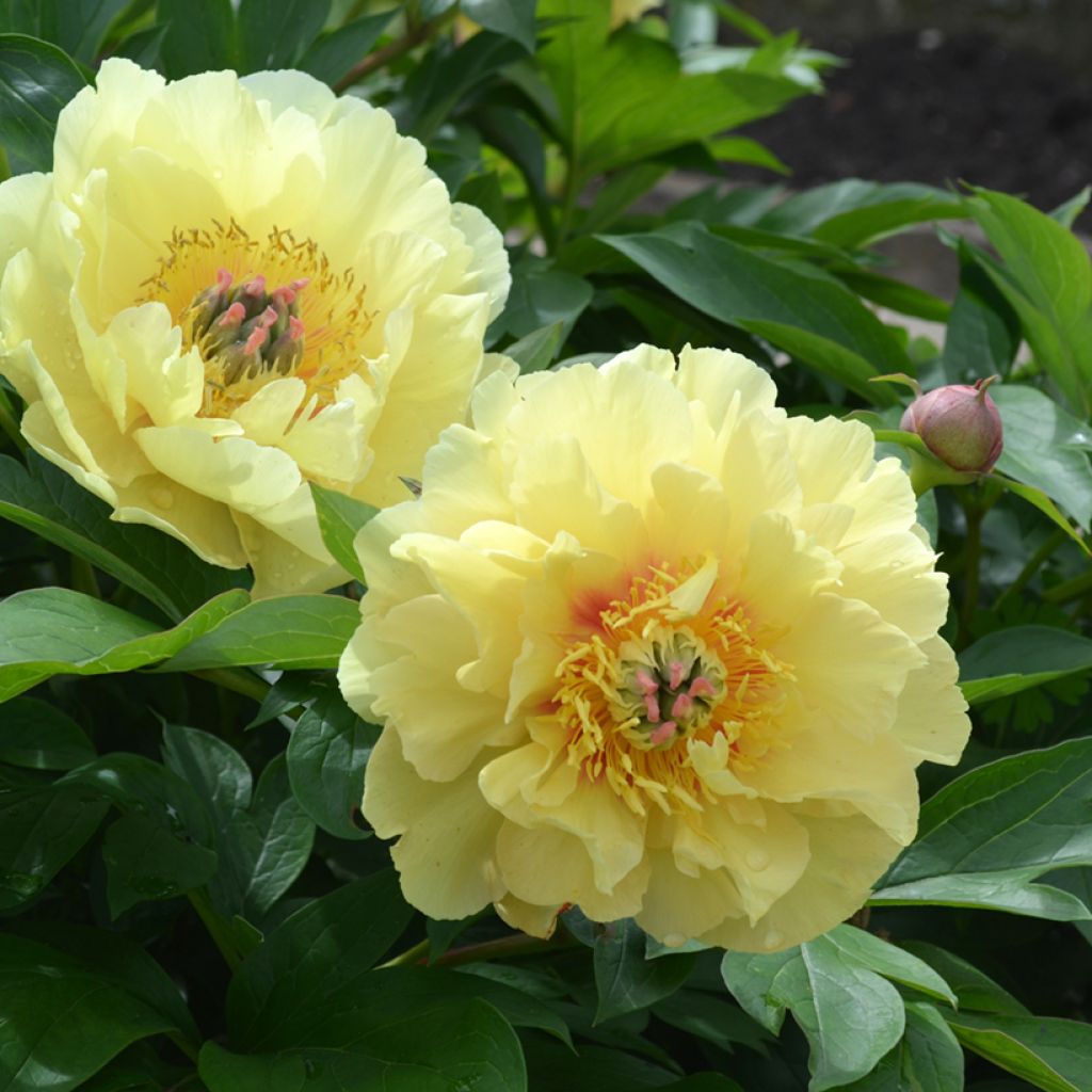 Pivoine Itoh Garden Treasure