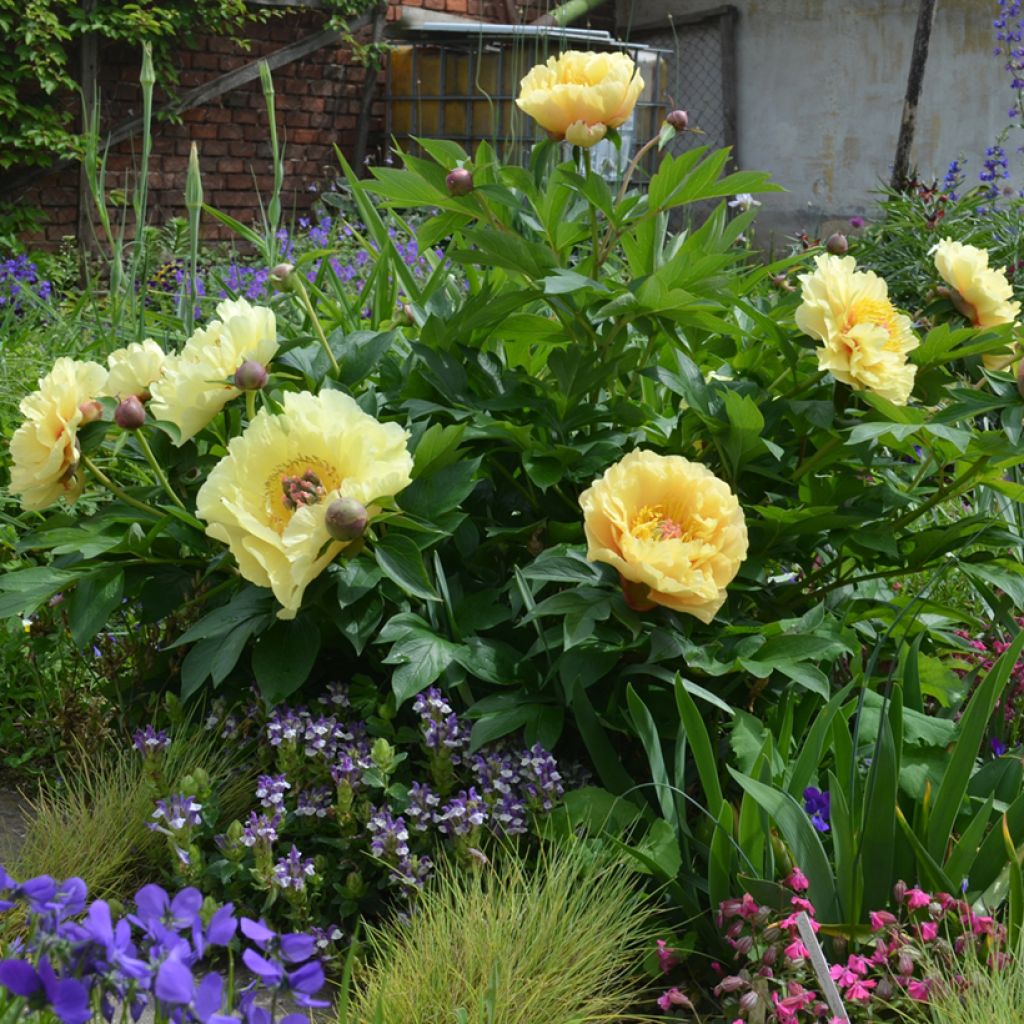 Pivoine Itoh Garden Treasure