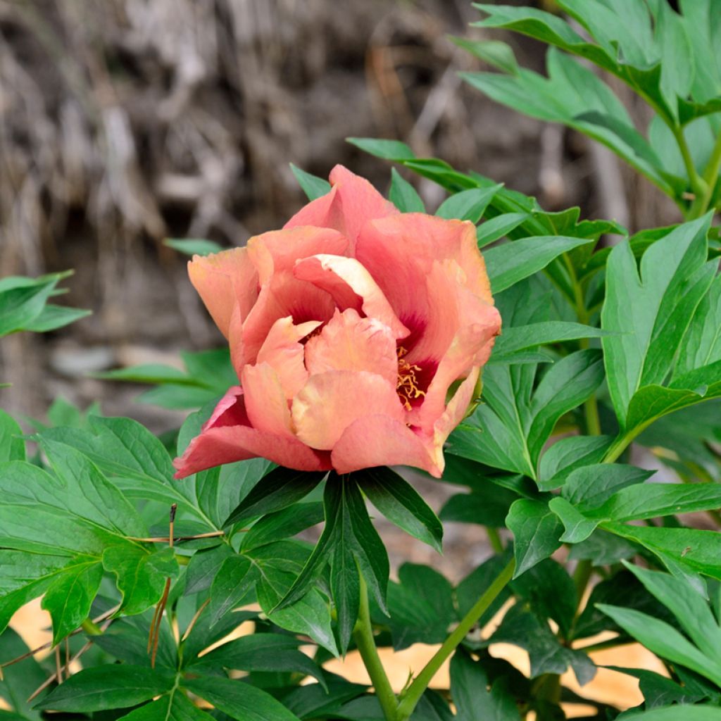 Pivoine Itoh Old Rose Dandy