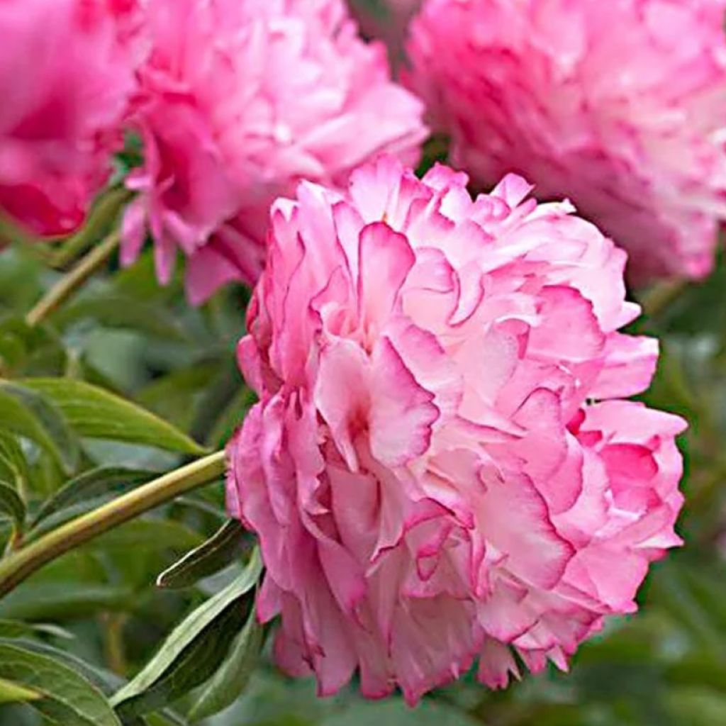 Pivoine lactiflora Joker