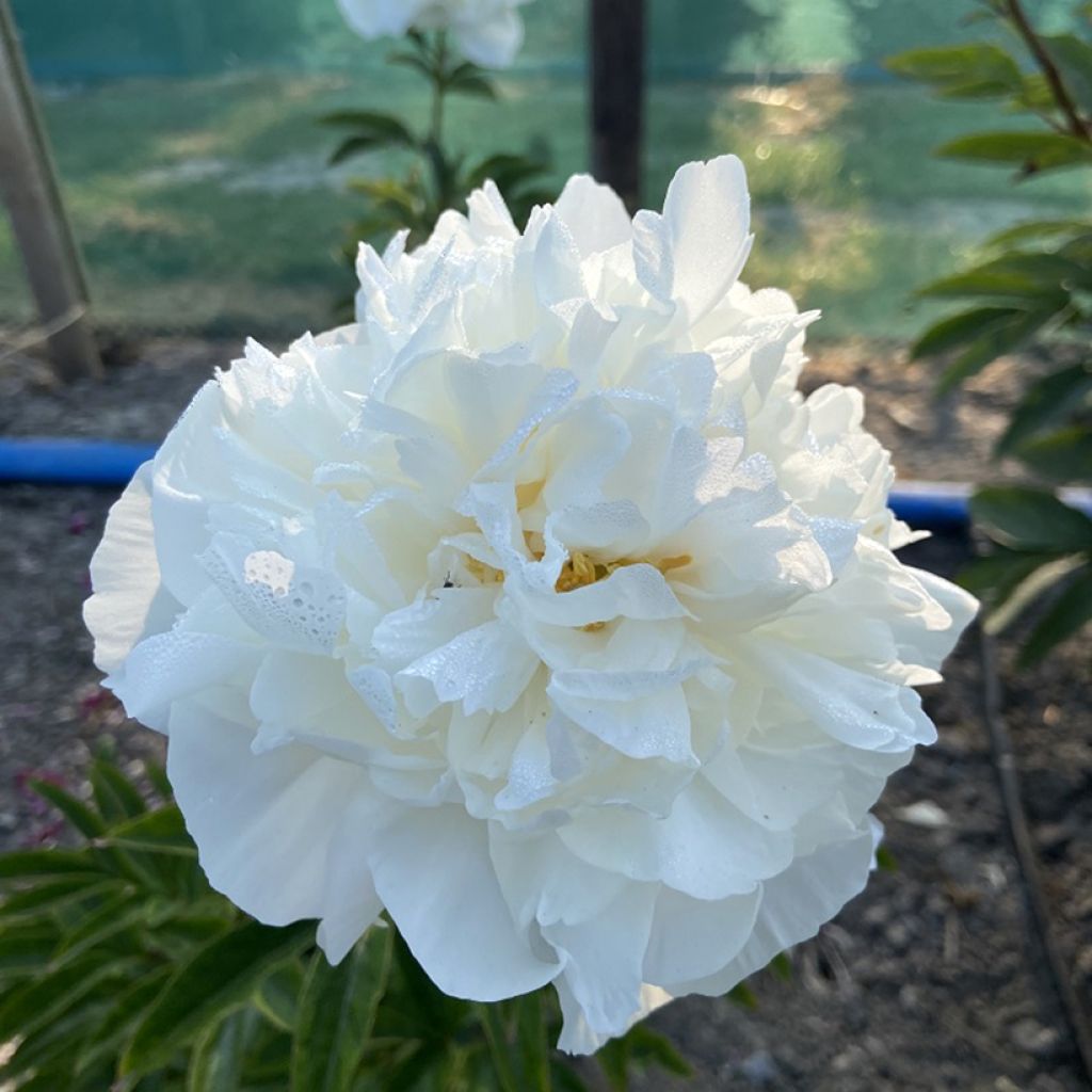 Pivoine lactiflora Mistress