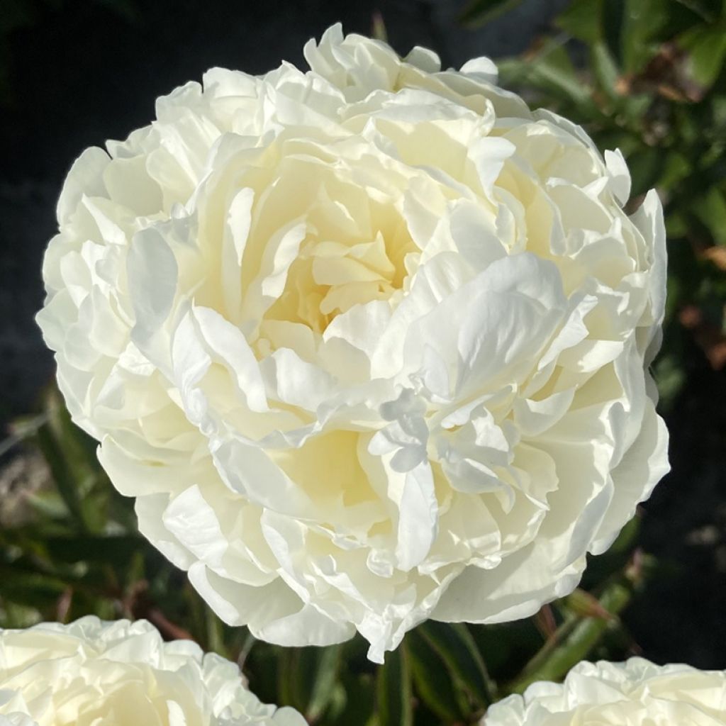 Pivoine lactiflora Mrs JV Edlund