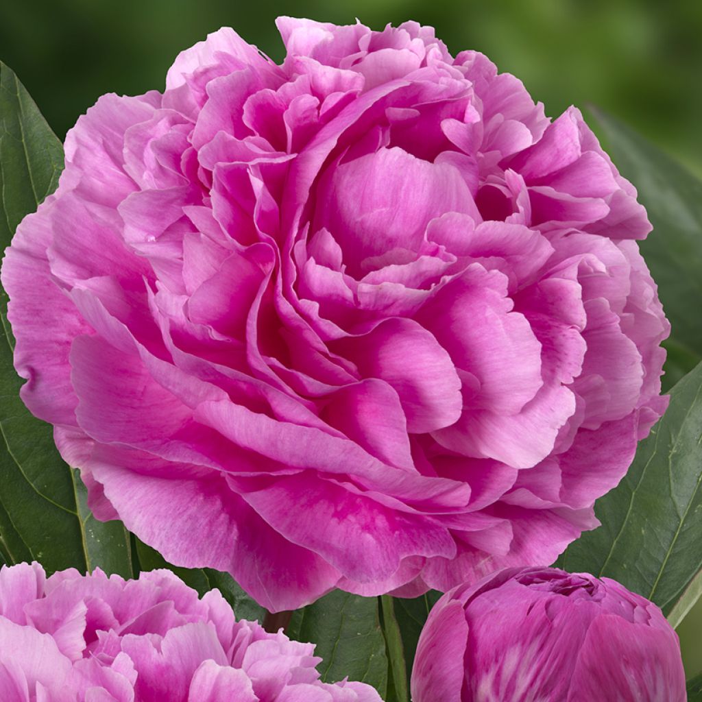 Pivoine lactiflora Think pink