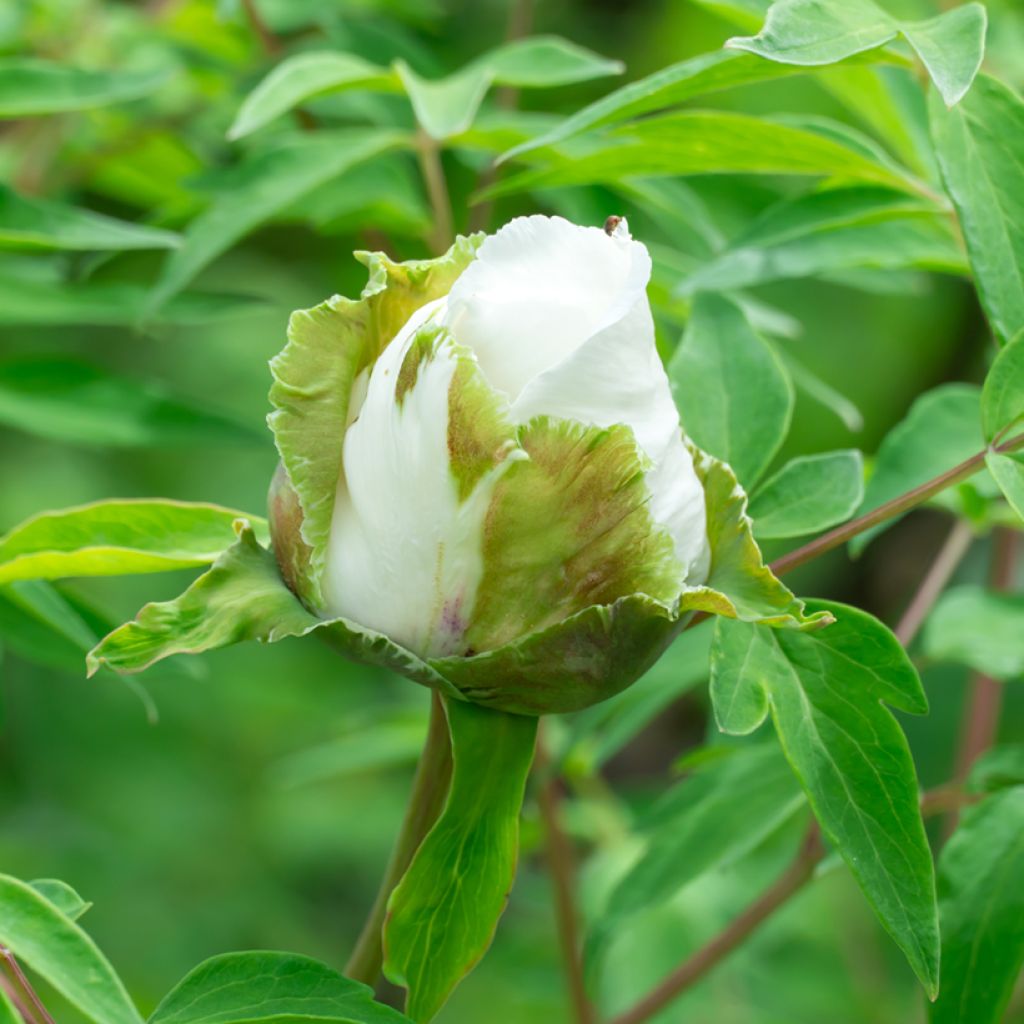 Pivoine arbustive 04 Feng Dan Bai - Paeonia ostii