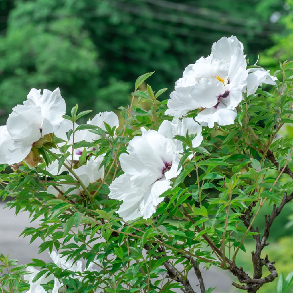 Pivoine arbustive 04 Feng Dan Bai - Paeonia ostii