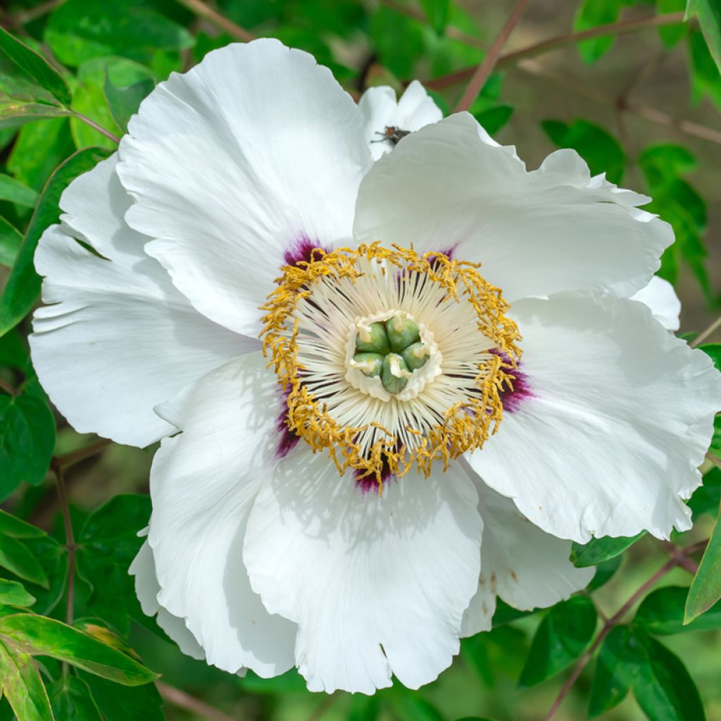 Pivoine arbustive 04 Feng Dan Bai - Paeonia ostii