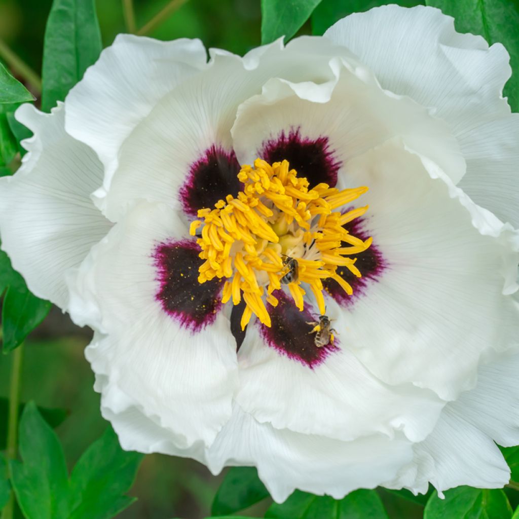 Pivoine arbustive 04 Feng Dan Bai - Paeonia ostii