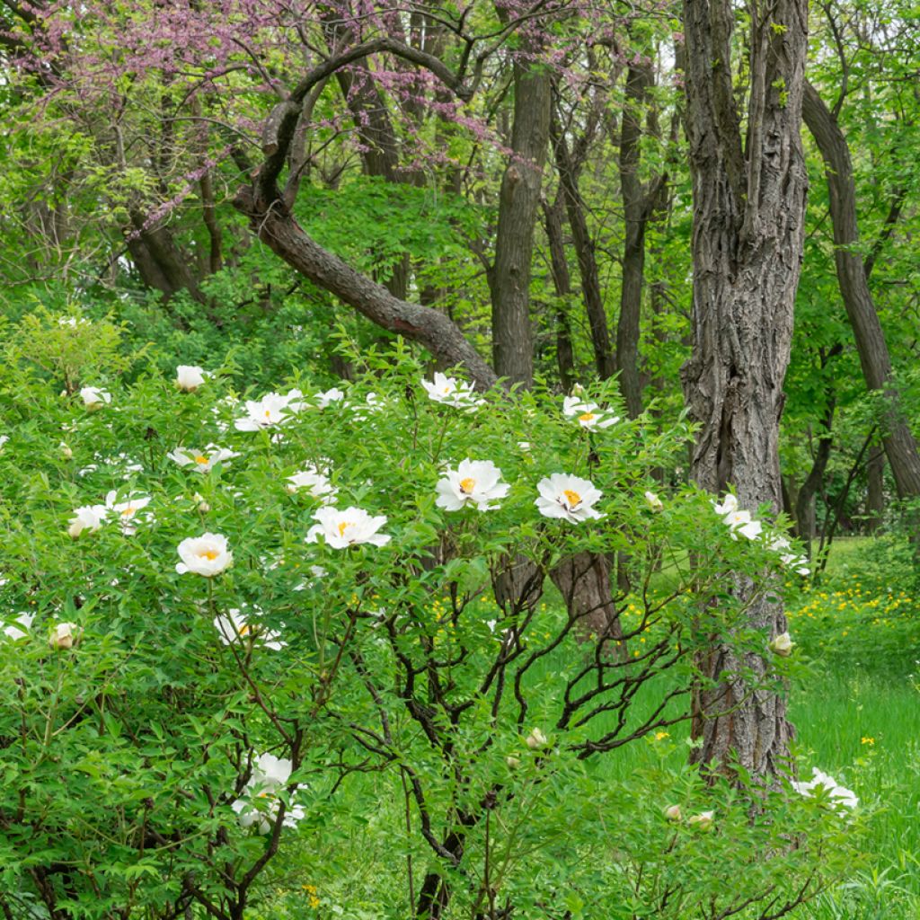 Pivoine arbustive 04 Feng Dan Bai - Paeonia ostii