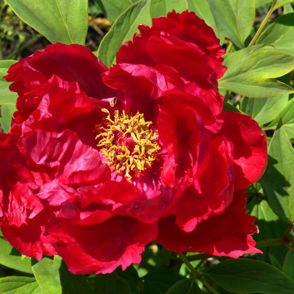 Pivoine arbustive 13 Ri Yue Jin - Paeonia suffruticosa