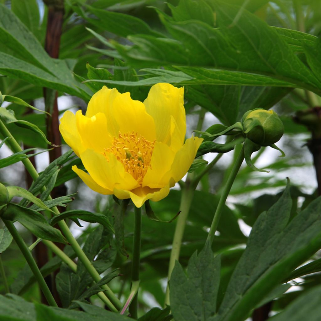 Pivoine arbustive jaune - Paeonia lutea