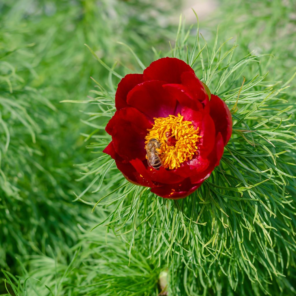 Pivoine botanique - Paeonia tenuifolia