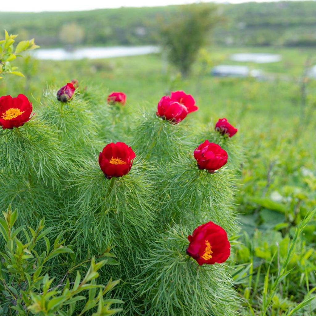 Pivoine botanique - Paeonia tenuifolia