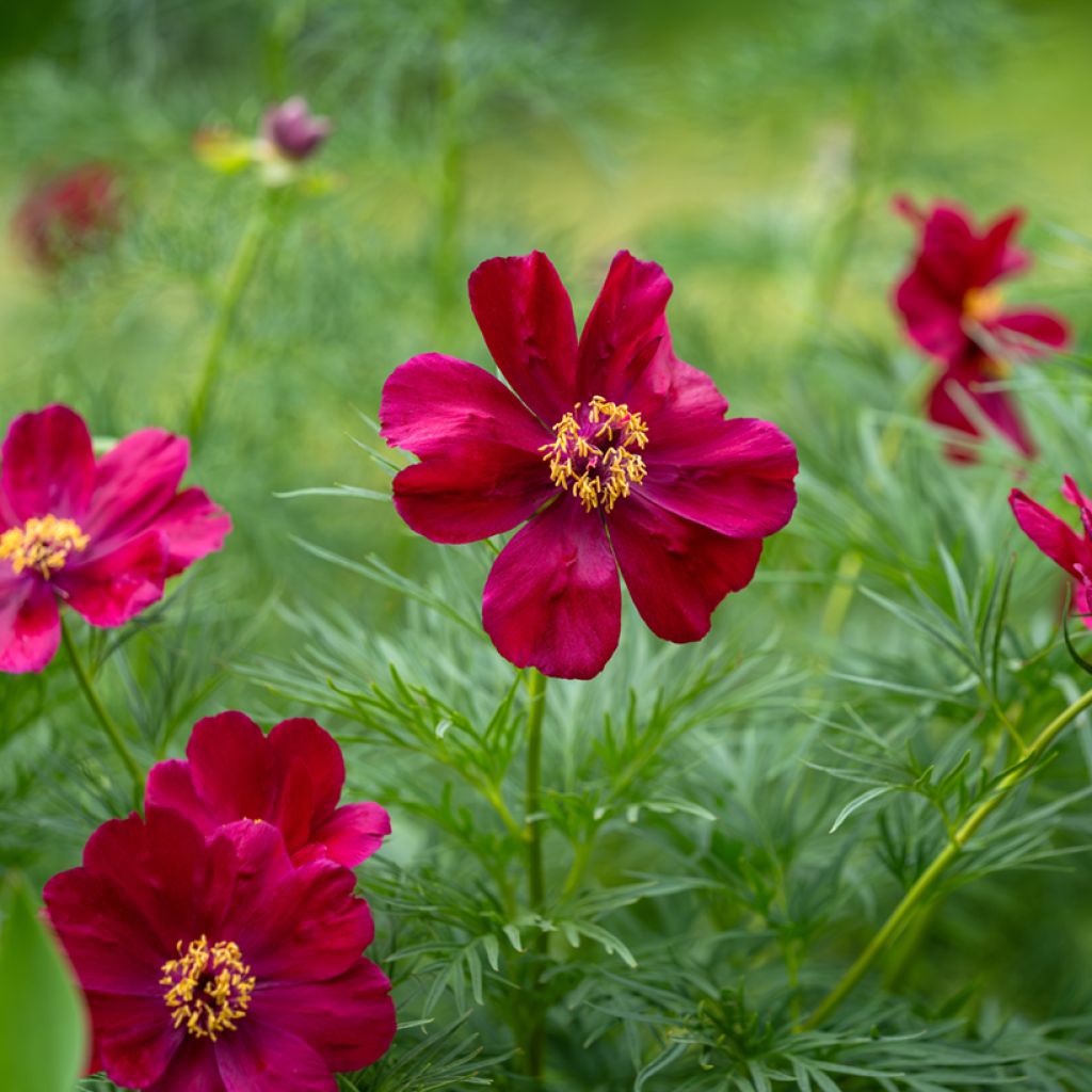 Pivoine botanique - Paeonia tenuifolia