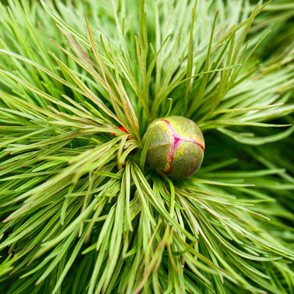 Pivoine botanique - Paeonia tenuifolia