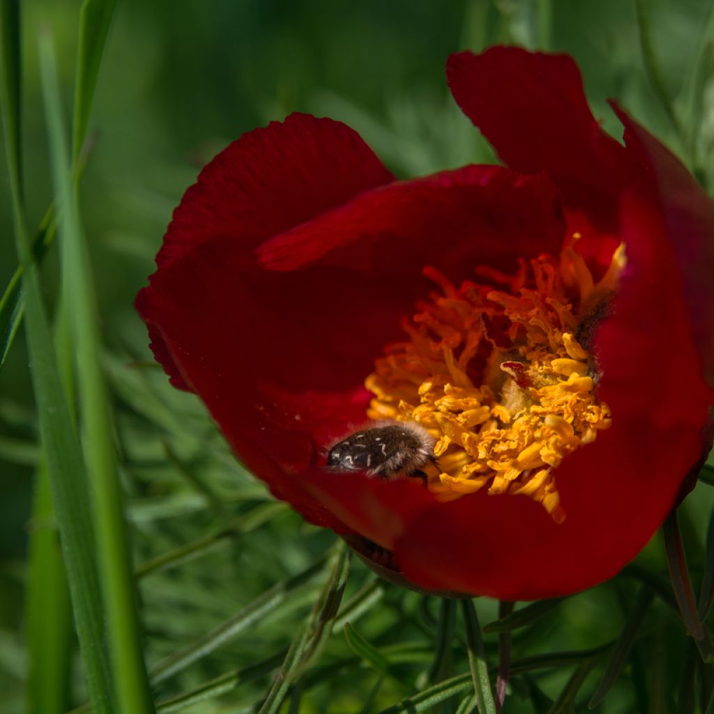 Pivoine botanique - Paeonia tenuifolia