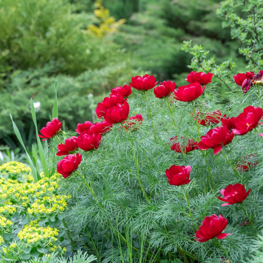 Pivoine botanique - Paeonia tenuifolia