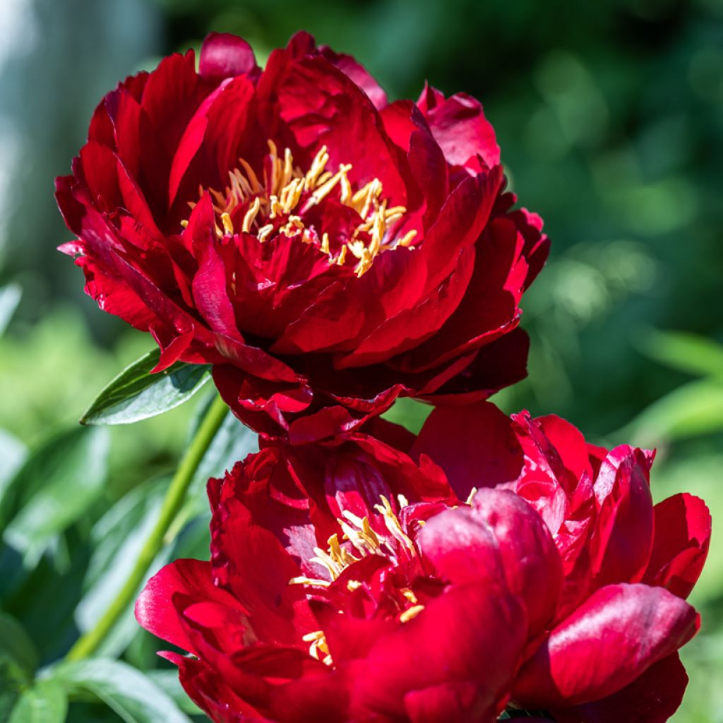 Pivoine lactiflora Buckeye Belle