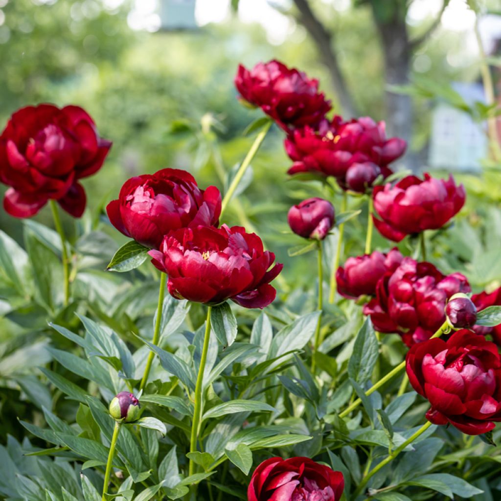 Pivoine lactiflora Buckeye Belle