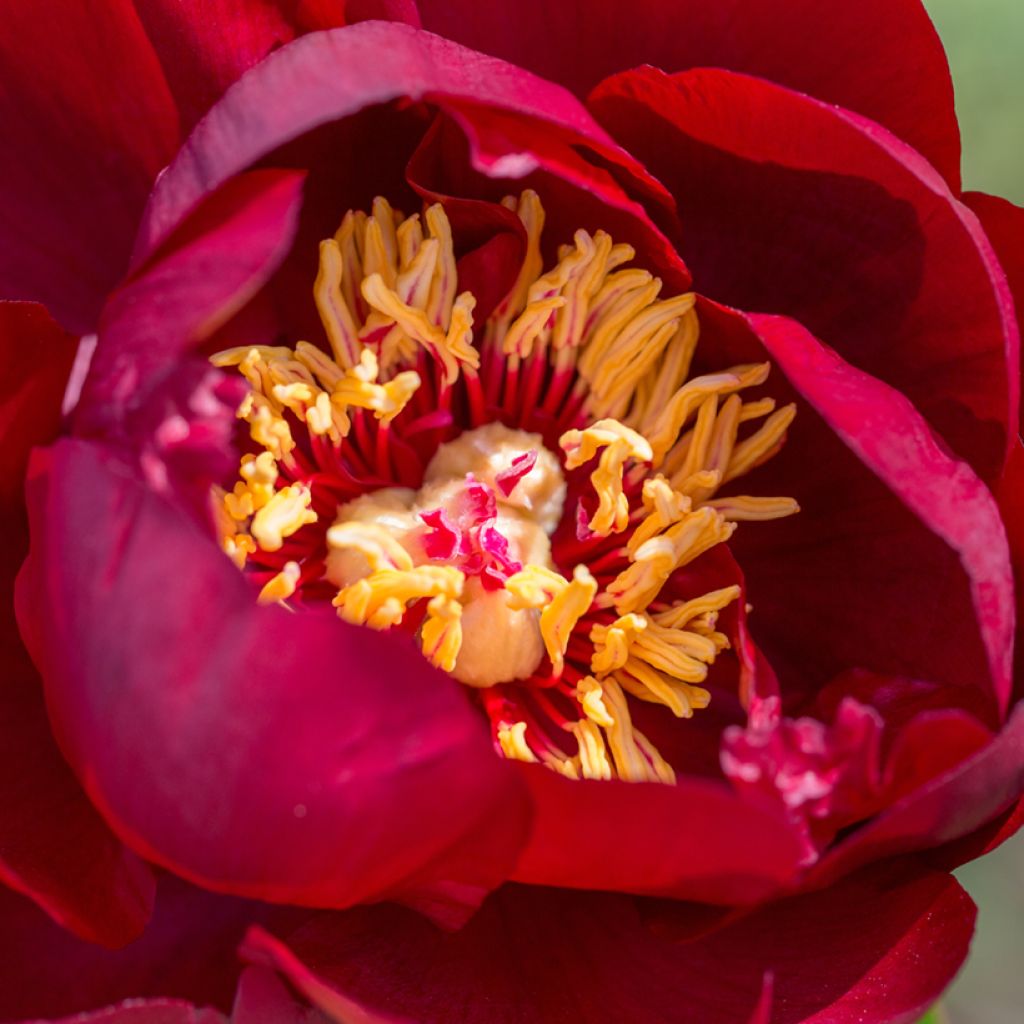 Pivoine lactiflora Buckeye Belle