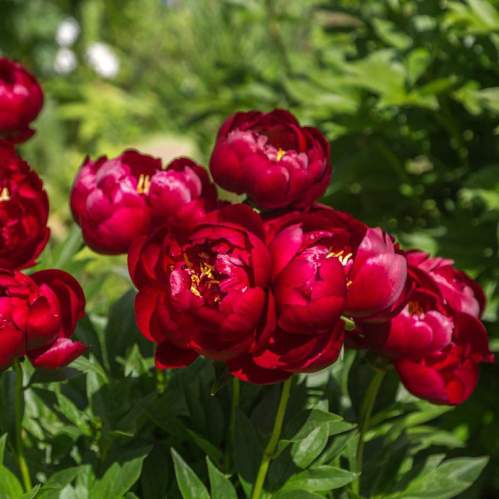 Pivoine lactiflora Buckeye Belle