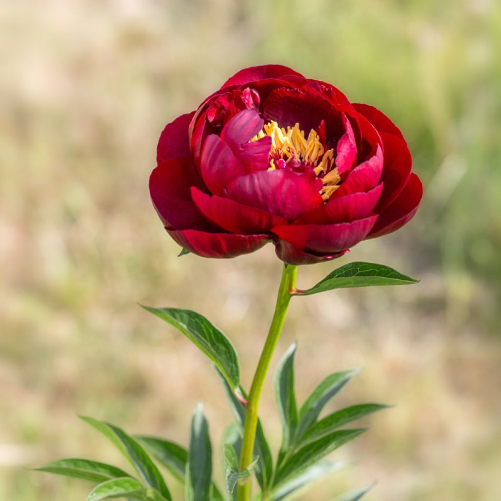 Pivoine lactiflora Buckeye Belle