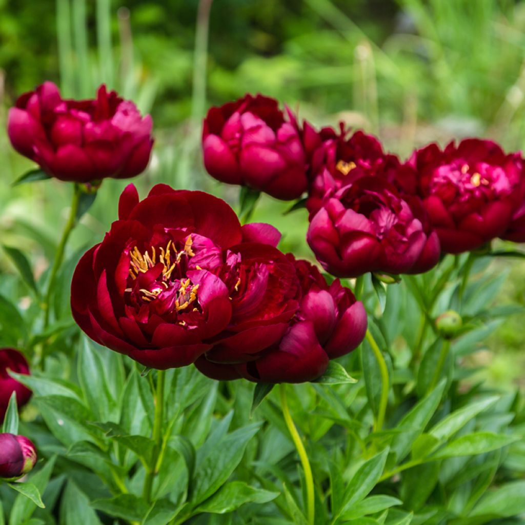 Pivoine lactiflora Buckeye Belle