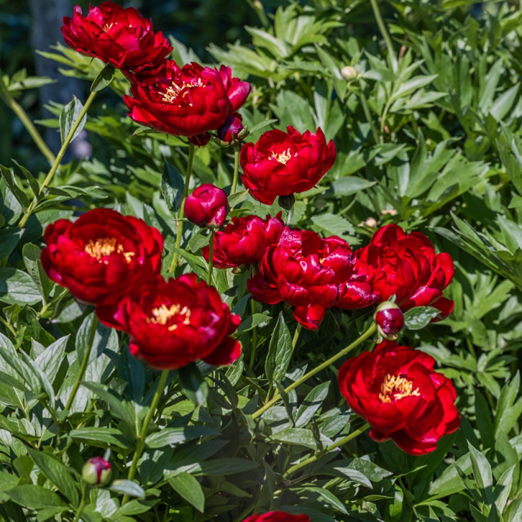 Pivoine lactiflora Buckeye Belle