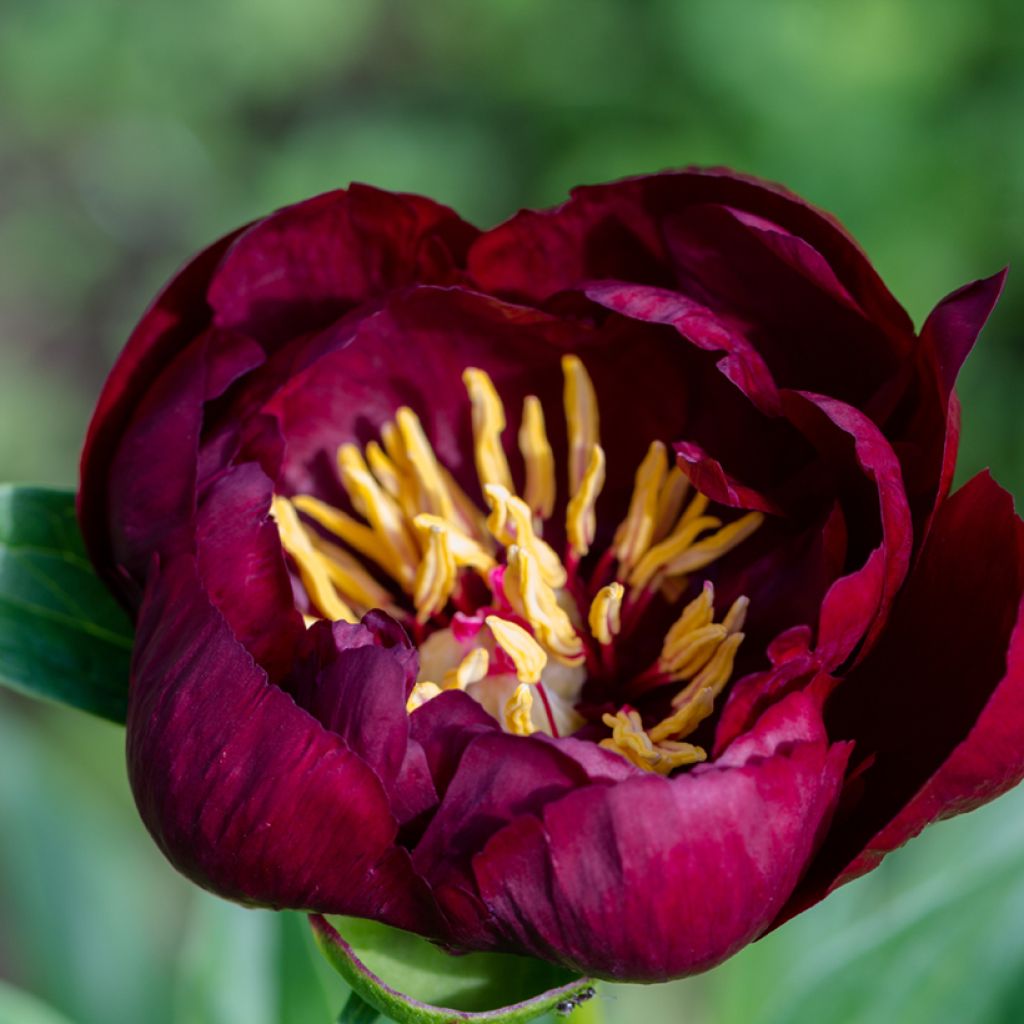 Pivoine lactiflora Buckeye Belle