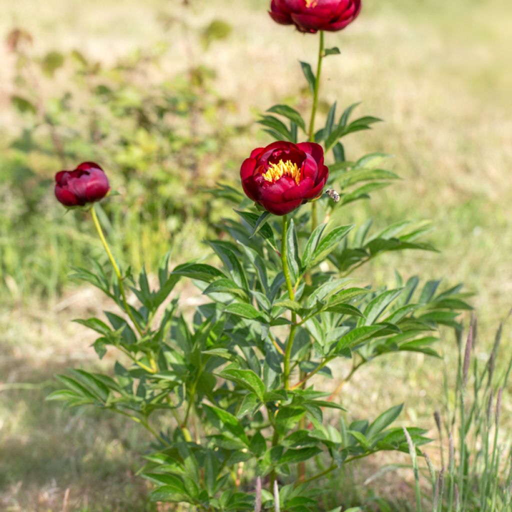 Pivoine lactiflora Buckeye Belle