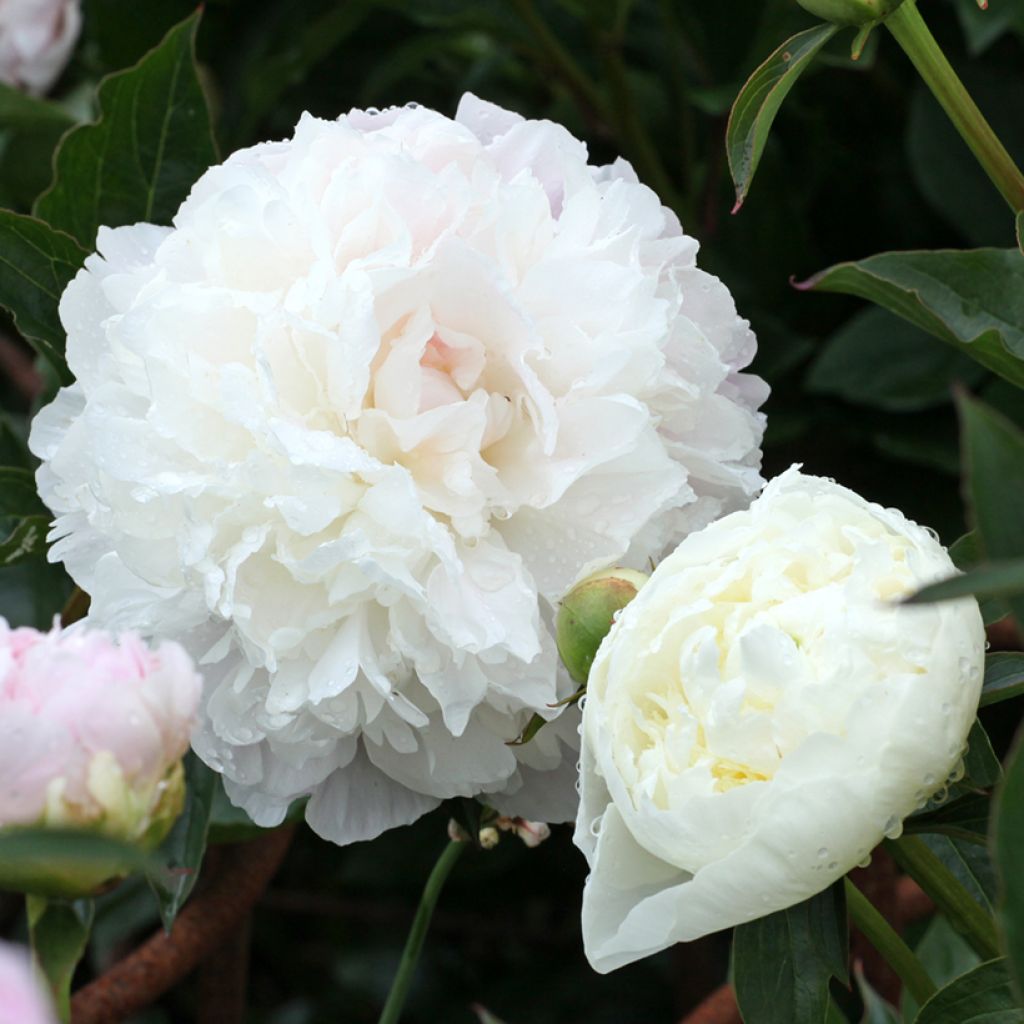 Pivoine lactiflora Duchesse de Nemours