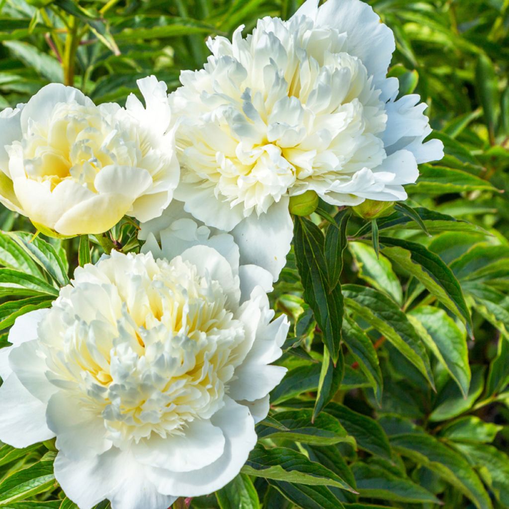 Pivoine lactiflora Duchesse de Nemours