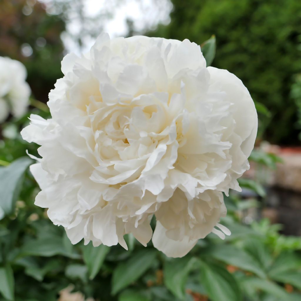 Pivoine lactiflora Duchesse de Nemours