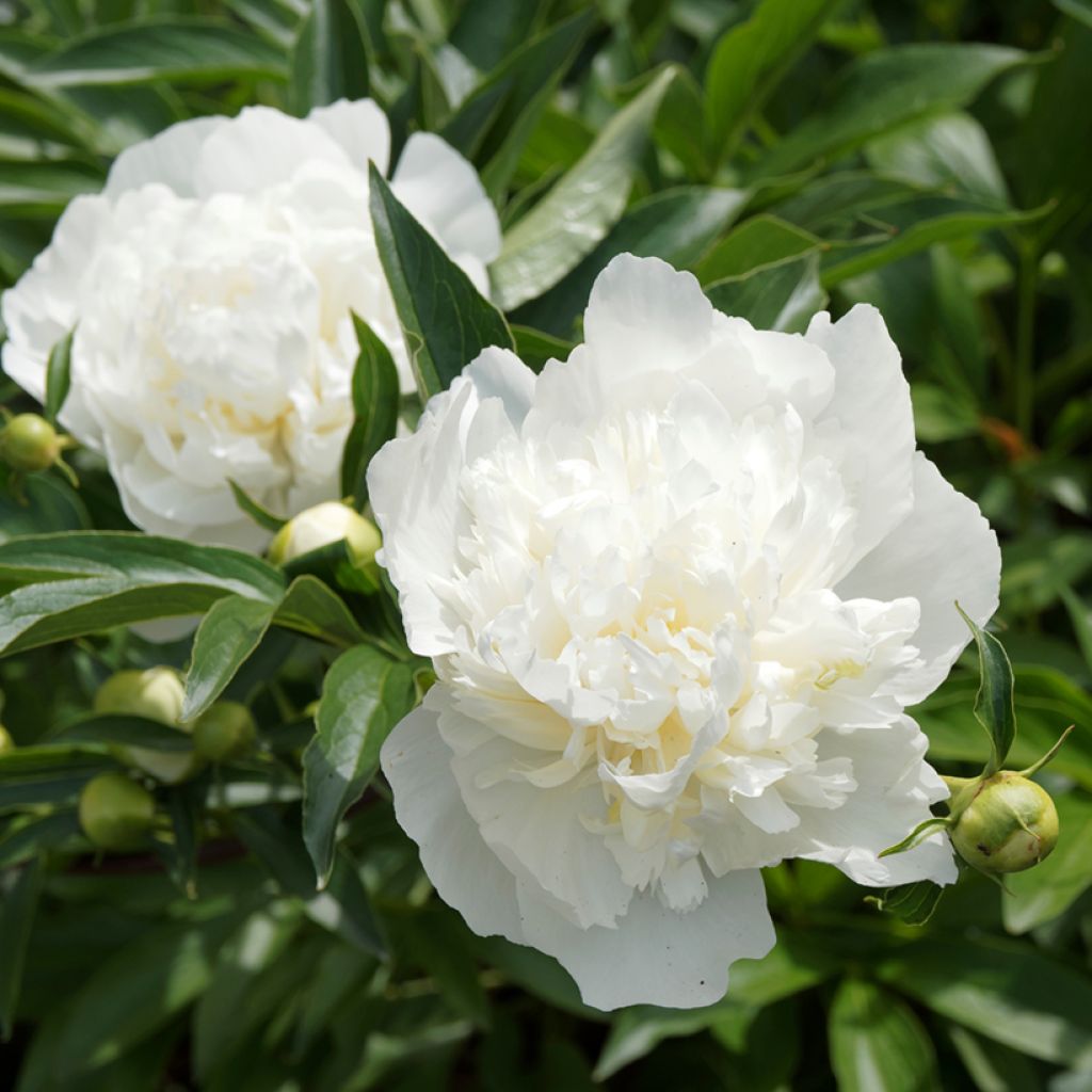 Pivoine lactiflora Duchesse de Nemours