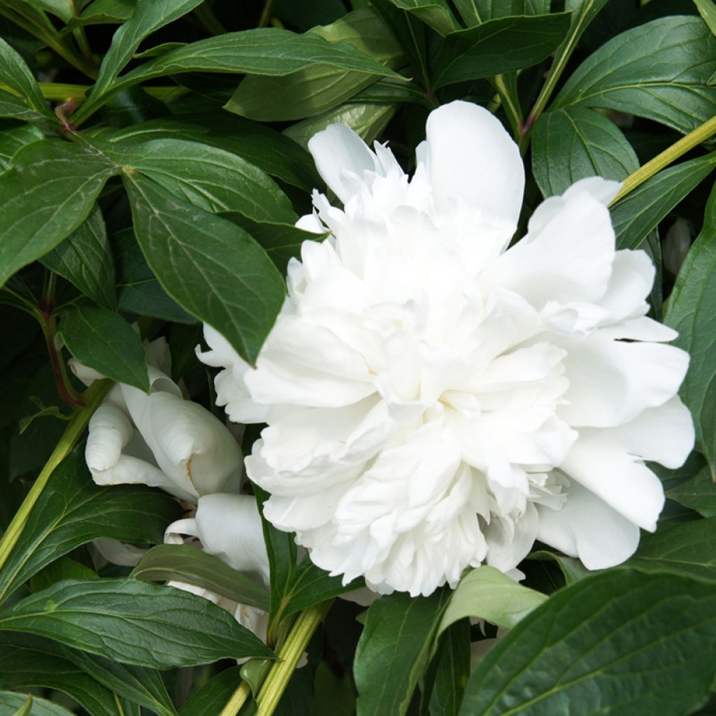 Pivoine lactiflora Gardenia