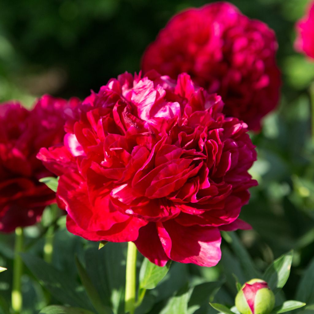 Pivoine lactiflora Henry Bockstoce 