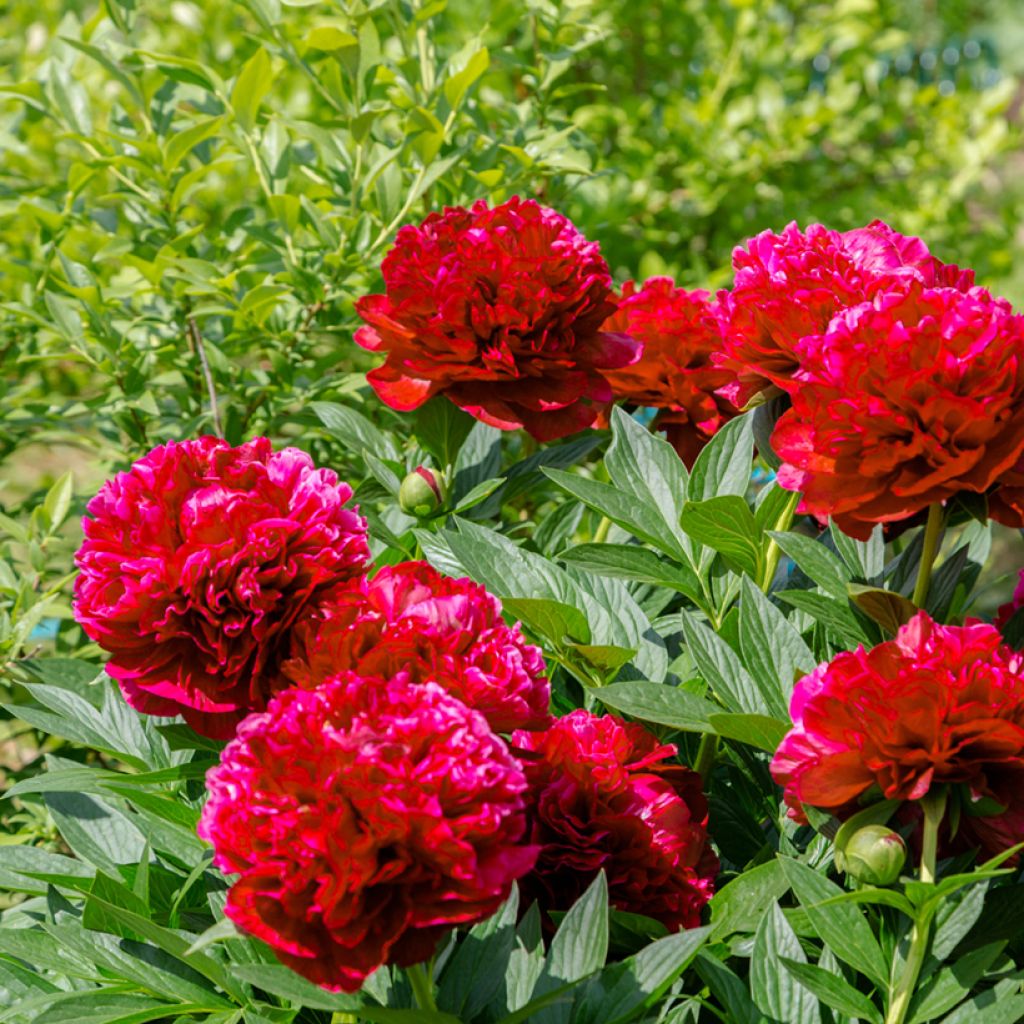 Pivoine lactiflora Henry Bockstoce 