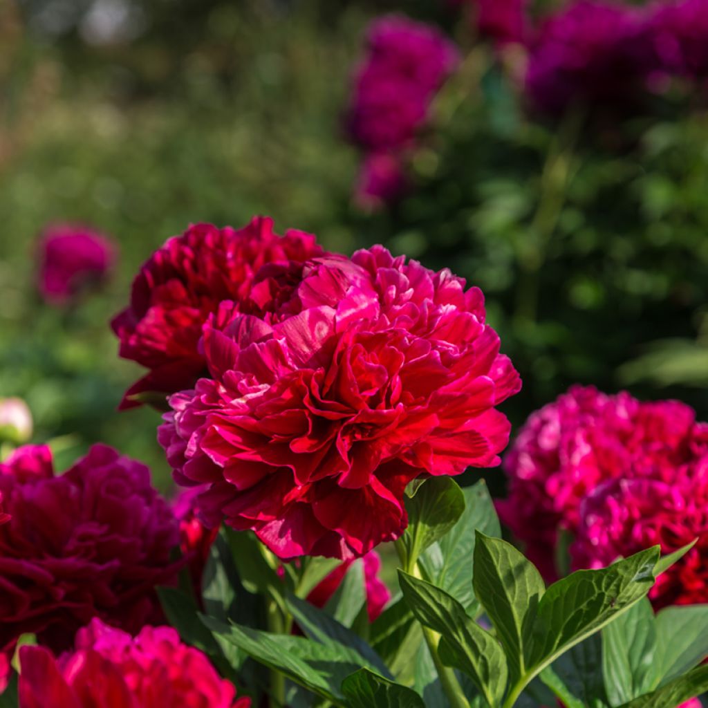 Pivoine lactiflora Henry Bockstoce 